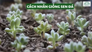 Cách nhân giống sen đá