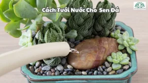 Cách tưới nước cho sen đá