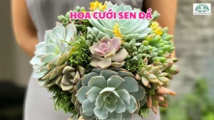 Hoa cưới sen đá