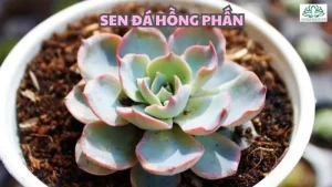 Sen đá hồng phấn