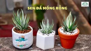 Sen đá móng rồng