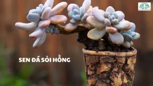 Sen đá sỏi hồng